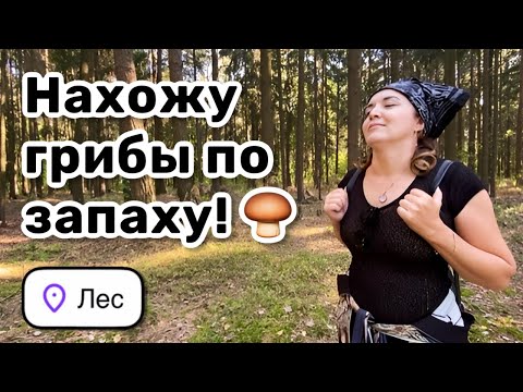 Видео: 🍄‍🟫 16. @LadyMary555: нахожу грибы по запаху! Отправились в лес и нашли себе место для ночёвки.