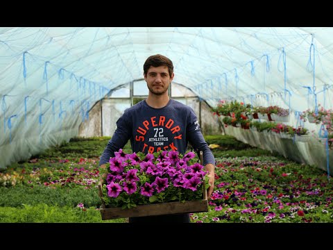 Видео: Яркая, низкая, крепкая РАССАДА ПЕТУНИИ - 5 шагов