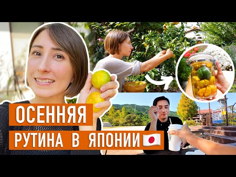 Видео: Наша жизнь на юге Японии. Собираю осенний урожай в саду