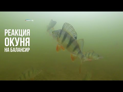 Видео: Как реагирует окунь на балансир? Подводная съемка