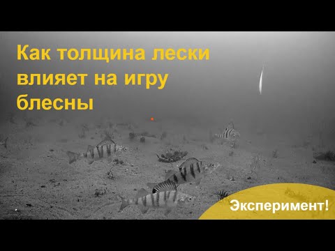 Видео: Эксперимент! Как толщина лески влияет на игры блесны