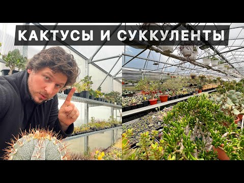 Видео: КАКТУСЫ И ДРУГИЕ СУККУЛЕНТЫ ЧТО СЛОЖНЕЕ ВЫРАЩИВАТЬ?