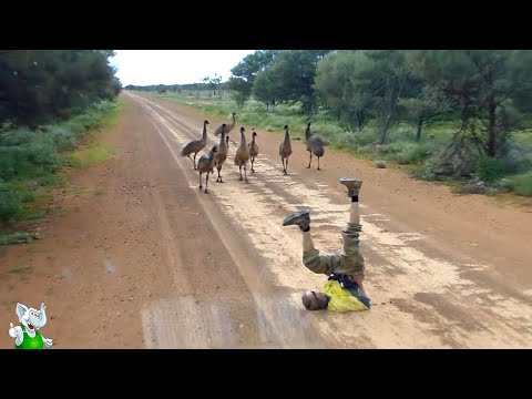 Видео: Вы Должны Это Увидеть! Эти Редкие Случаи С Животными Удалось Снять На Камеру