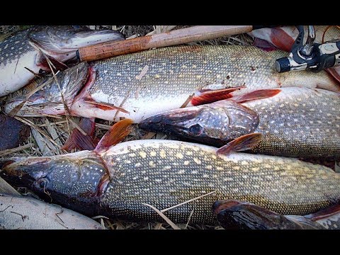 Видео: Рыбалка на щуку. Разведка по щучьим ямам. Бешеный клёв. Рыбалка с ночёвкой.