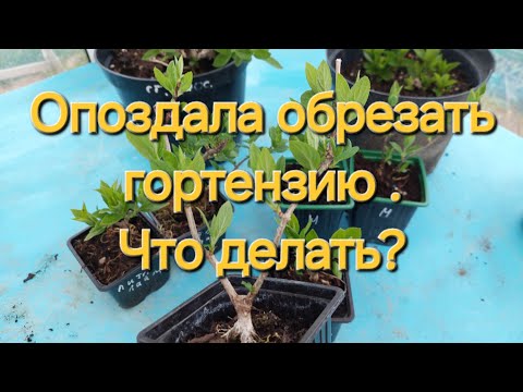 Видео: Резать или не резать?Вот в чем вопрос.