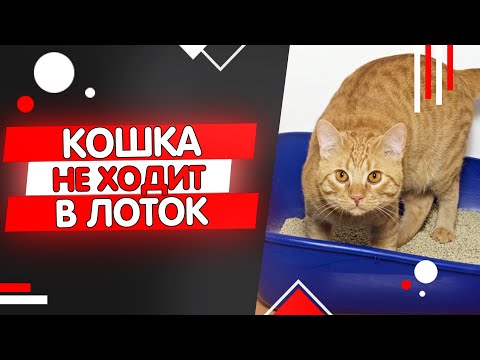 Видео: Почему кошка перестала ходить в лоток, кошка ходит мимо лотка