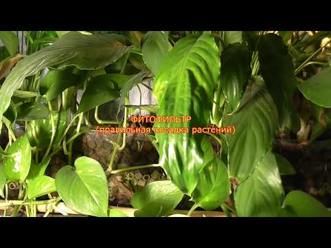 Видео: Фитофильтр. (как сажать растения)