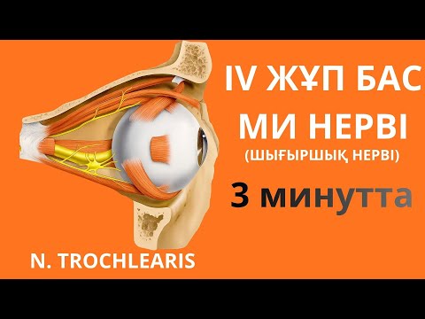 Видео: ШЫҒЫРШЫҚ НЕРВІ | 4 ЖҰП БАС МИ НЕРВІ | NERVUS TROCHLEARIS