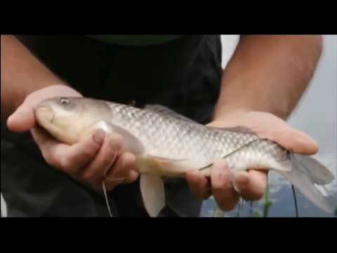 Видео: Карп на фидер и поплавочную удочку техника и сравнение Нормунд Грабовскис