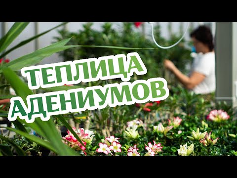 Видео: Целая Теплица Адениумов! И не только...