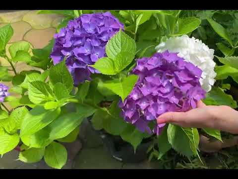 Видео: Гортензии крупнолистные Цветение-обзор каждого сорта 🌸Саженцы В наличии 8-918-105-60-69..
