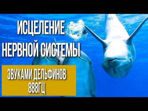 Видео: Исцеление нервной системы  звуками дельфинов► 888Гц