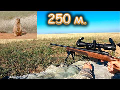 Видео: Охота на сурка: Идеальный дальний выстрел. 2024г.