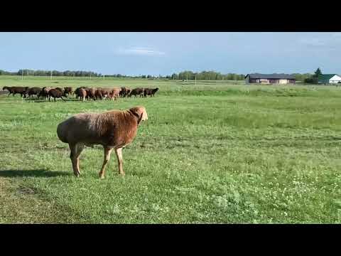 Видео: Корабль с овцами на выпасе