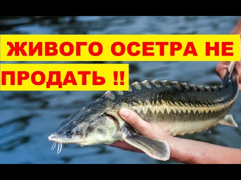 Видео: ЖИВОГО ОСЕТРА НЕ ПРОДАТЬ !!