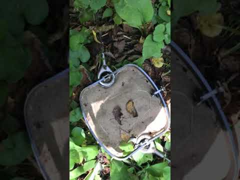 Видео: Поиск барсучьих нор!