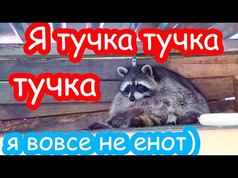 Видео: Лимон съел ОСУ