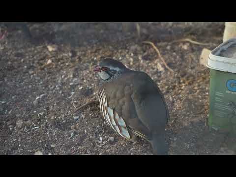 Видео: Самое лучшее место на Ибице, жизнь в конюшне, история нашей семьи