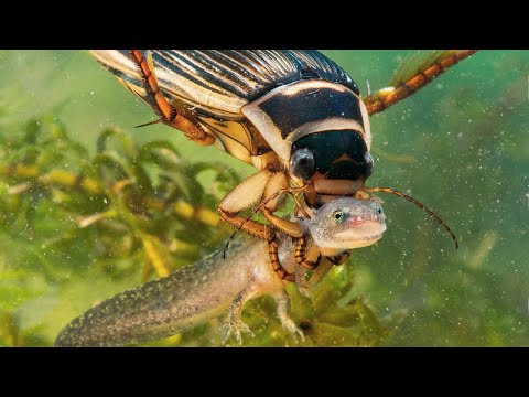 Видео: Жук-плавунец – Пиранья прудов! Бронированный и вечно голодный подводный хищник!