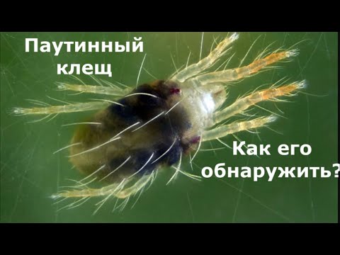 Видео: Паутинный клещ. Как узнать, что он поселился на растении?