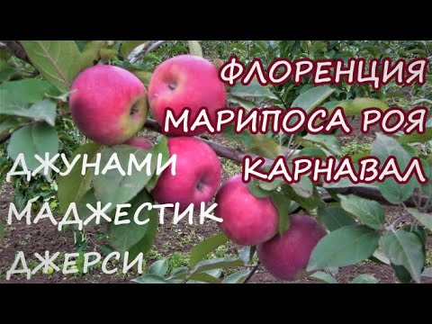 Видео: Обзор контрольного плодоношения яблони на 4-й год на 05.09.2022г. Часть 2