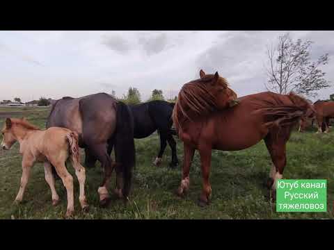 Видео: Боливия 🐎, годовалый жеребёнок ей важней.