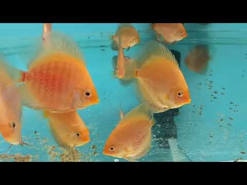 Видео: Влияние корма на здоровье дискусов