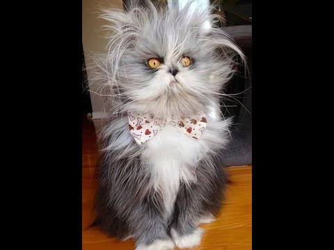 Видео: 😺 Необыкновенно смешные кошки! 🐈 Подборка смешных видео котов, котят и собак! 😻