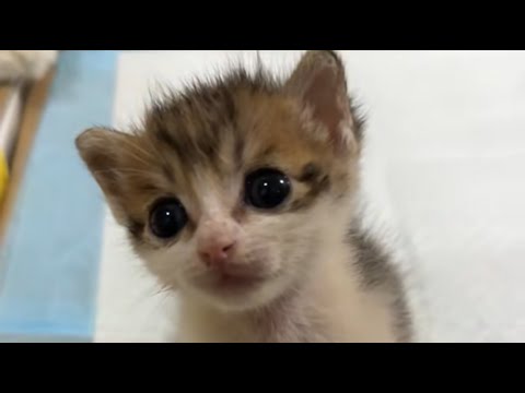 Видео: Она лежала, слабая и беспомощная, переваливаясь через перила, и это разбивало мне сердце.