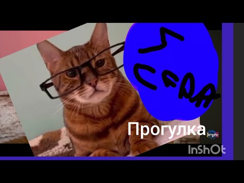 Видео: Котинет 5 серия прогулка 