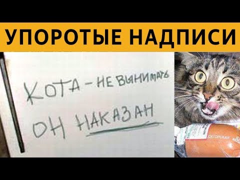 Видео: 150 САМЫХ УПОРОТЫХ ОБЪЯВЛЕНИЙ - КОТА НЕ ВЫНИМАТЬ, ОН НАКАЗАН xDD
