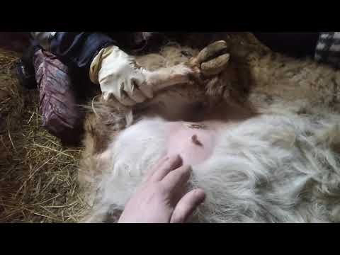 Видео: Инфекционный мастит овец