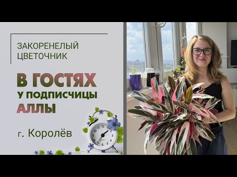 Видео: В гостях у Аллы. г. Королев МО. Есть запасной вариант! Алоказии, хойи, филодендроны и эпипремнумы.