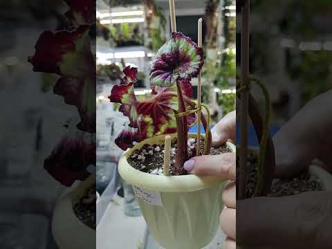 Видео: Вот это вид у бегоний🤔! Привожу в порядок🌿☘️🌿#комнатныерастения #бегония #пересадка #цветы