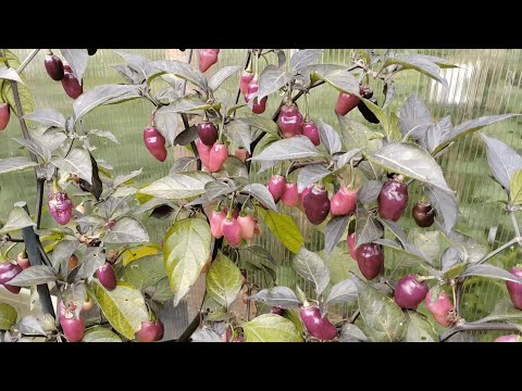 Видео: Китайский вид перца. Обзор трёх сортов.