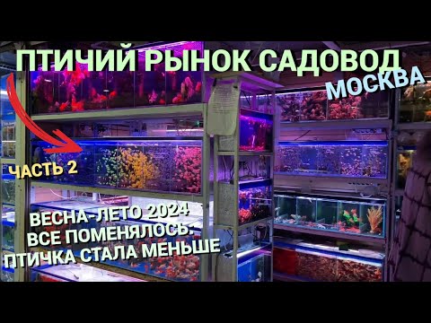Видео: ПТИЧИЙ РЫНОК САДОВОД МОСКВА (ВЕСНА-ЛЕТО 2024) l ВСЕ ПОМЕНЯЛОСЬ l ПТИЧИЙ РЫНОК СТАЛ МЕНЬШЕ l ЧАСТЬ 2