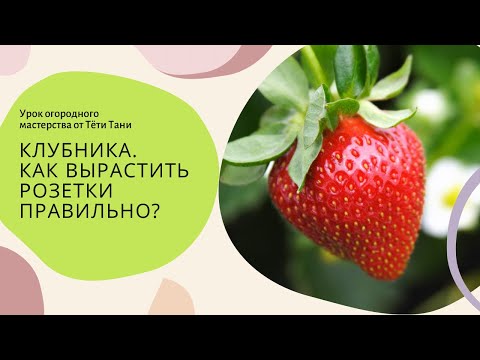 Видео: КЛУБНИКА. Как вырастить розетки правильно?