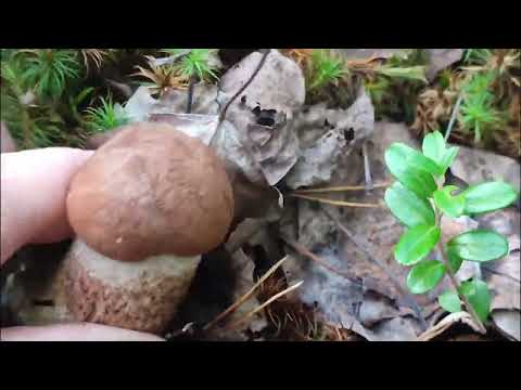 Видео: Грибной место