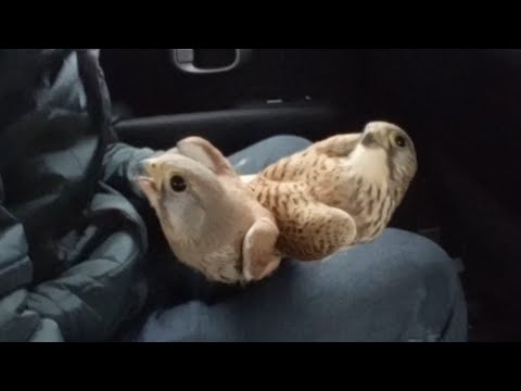 Видео: Поймали 3 сокола за 2 часа с помощью ловушки. Ловля пустельги. Vlog #1