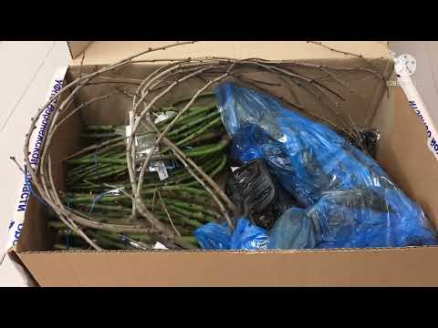 Видео: Распаковка посылки.Розы от Татьяны Воронежская обл.30 марта 2022г.