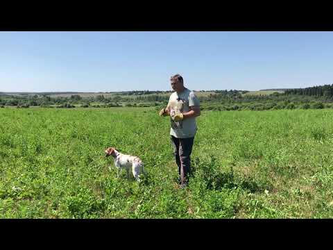 Видео: Как лучше всего заинтересовать собаку птицей