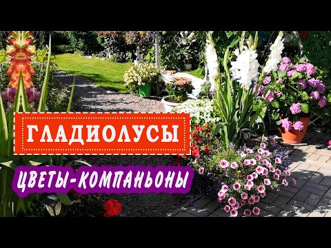 Видео: Гладиолусы в кашпо и цветы-компаньоны #2