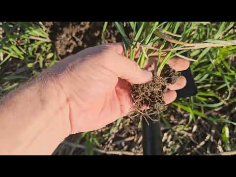 Видео: Состояние всходов оз.пшеницы.  No-till 22.10.2024