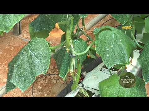 Видео: Растителна защита: Как да различите брашнеста мана от бактериозата по краставиците