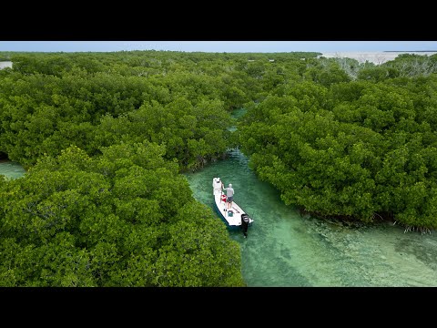 Видео: Исследуя глубины кустарника | Акулы-луцианы и каменные крабы