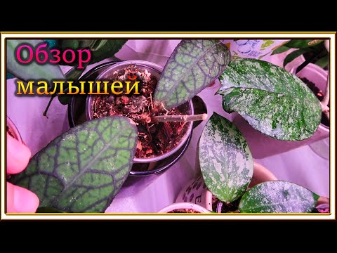 Видео: Обзор двух полочек с хойями