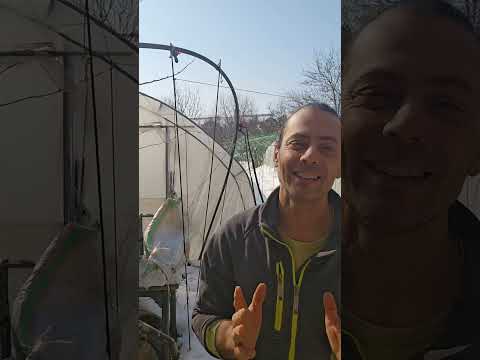 Видео: Картофите - слагане в земята - кога и как.