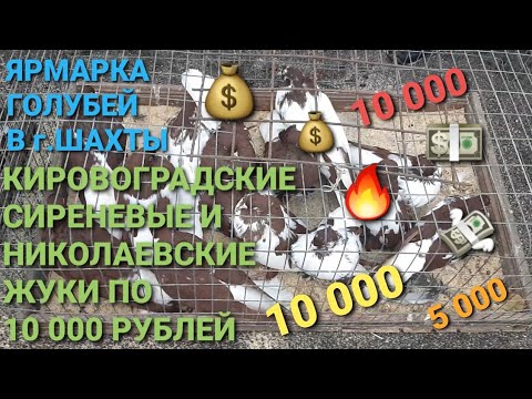 Видео: Кировоградские сиреневые и николаевские жуки по 10 000 рублей на ярмарке голубей в г.Шахты. Pigeons.