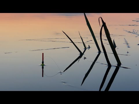 Видео: БЕШЕННЫЙ КЛЁВ КРУПНОГО КАРАСЯ на поплавок. Рыбалка в конце августа. Ловля на поплавочную удочку