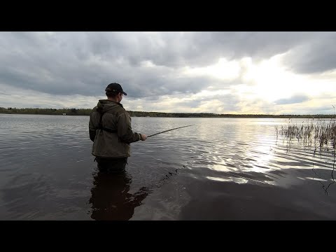 Видео: Бонусный карась на поплавок| Ловля взабродку| Вечерняя рыбалка на озере Круглое| #плотва #карась